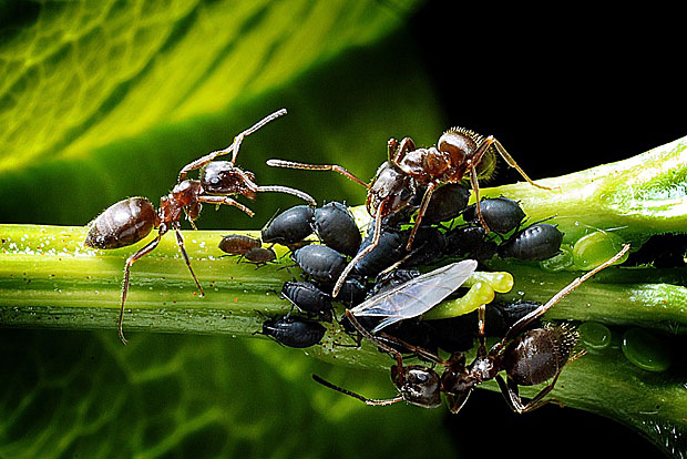 Comment fabriquer du savon insecticide ?