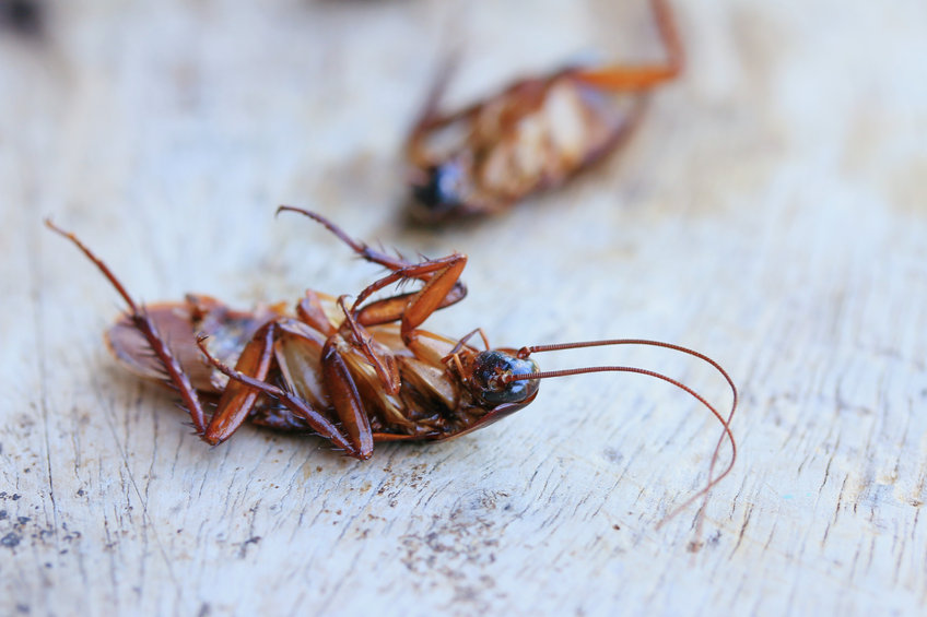 5 étapes pour débarrasser votre jardin des coquerelles