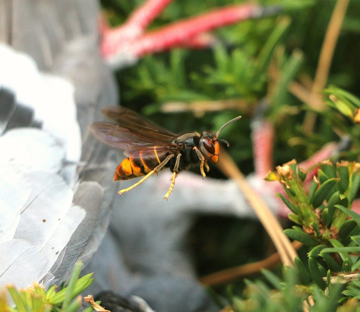 Comment repousser les invasions d’abeilles de votre habitation ?