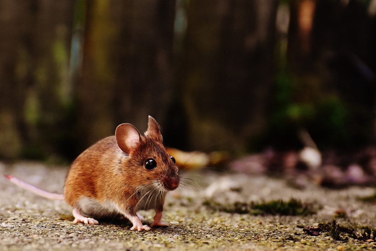 Astuces pour éviter la compagnie des insectes et bestiaux rongeurs ?