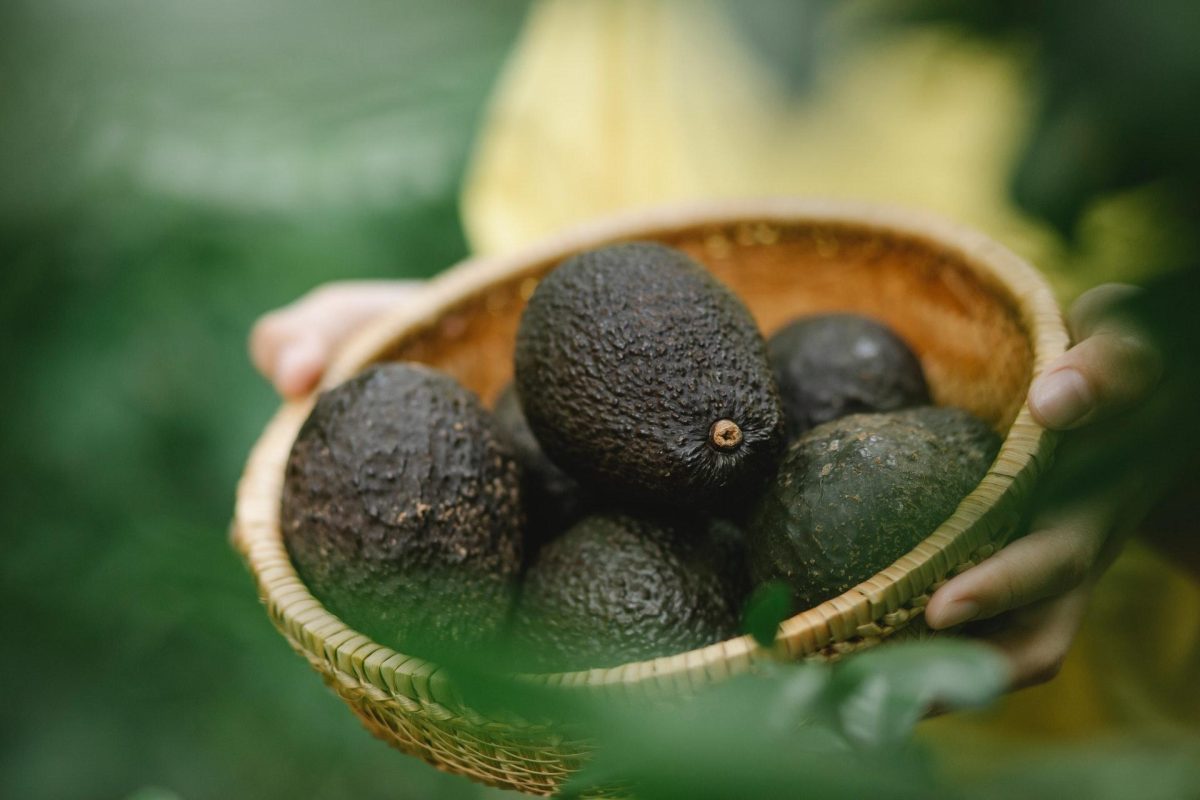Comment faire germer un noyau d’avocat ?