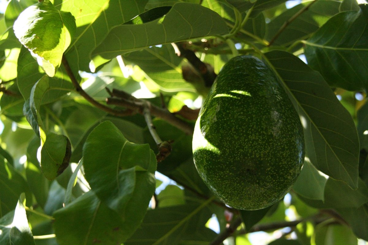 Quelques conseils pour planter et entretenir un avocatier