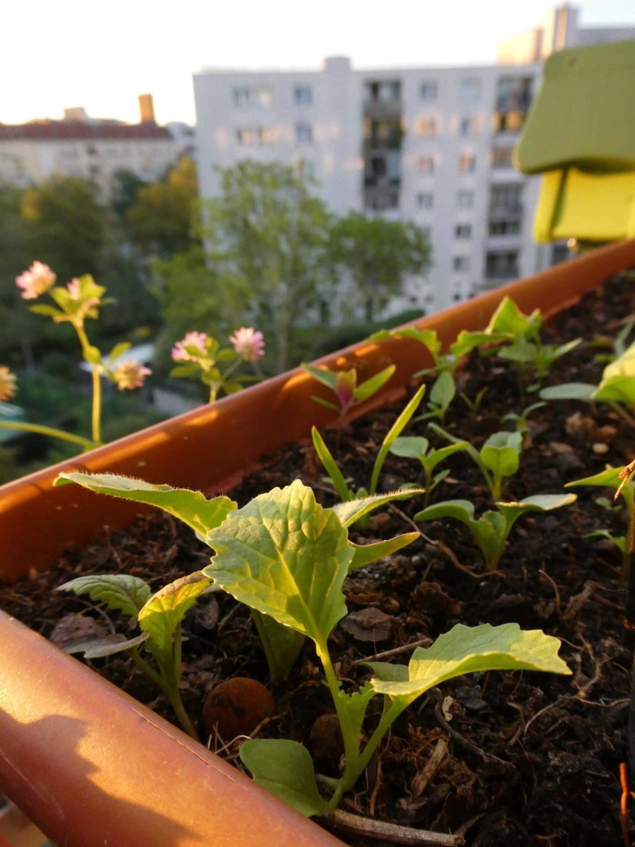 Comment savoir quel terreau mettre dans un potager ?