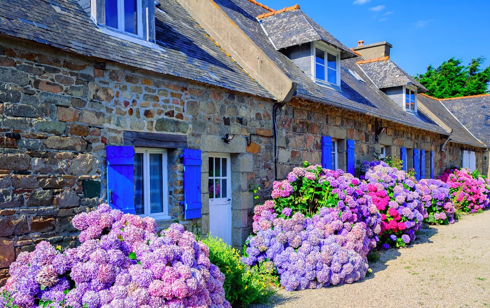 Comment entretenir les hortensias ?