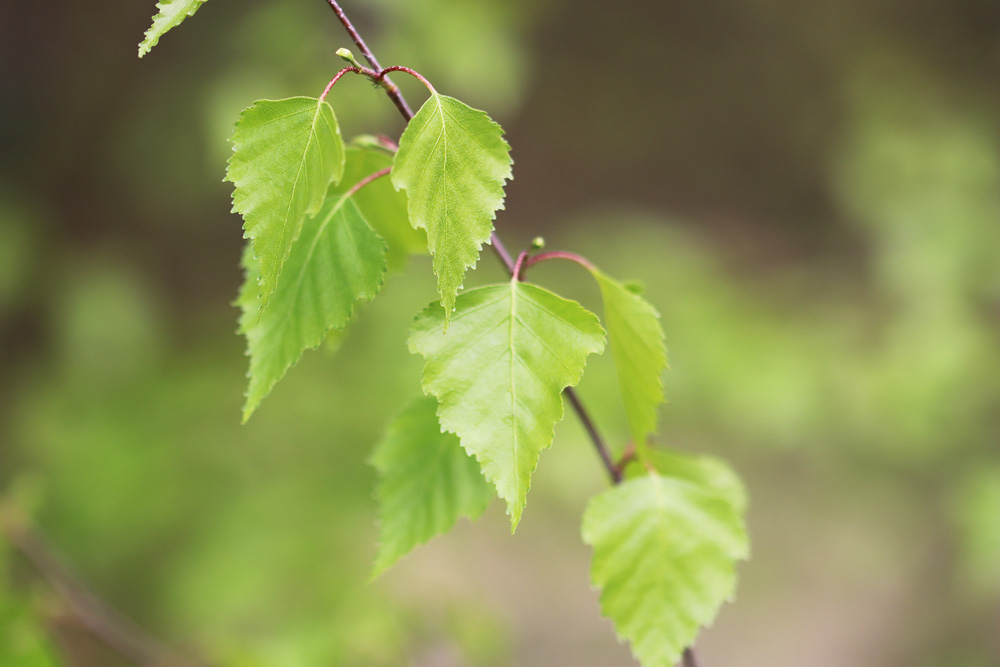 Quelle est l’espèce d’arbre qui croît le plus rapidement ?