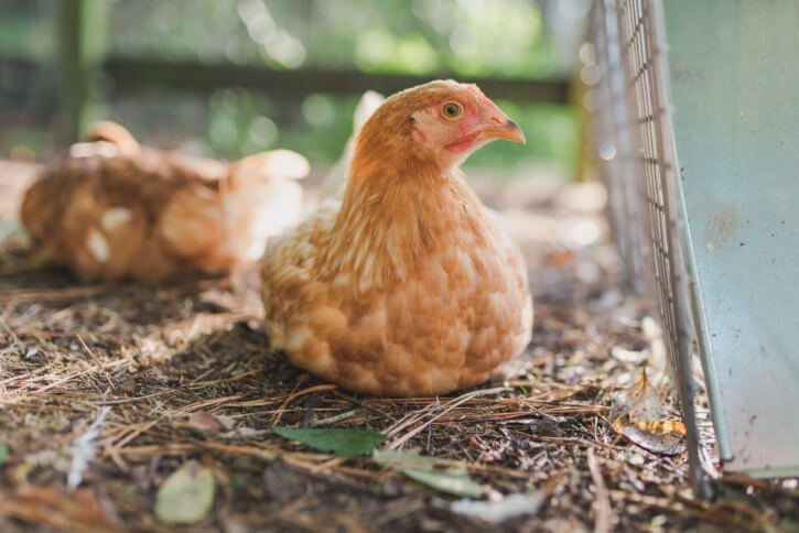 Les poulets peuvent-ils manger des tomates ?
