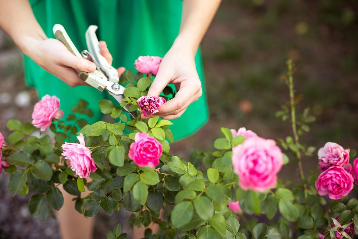 Comment bien entretenir ses fleurs ?