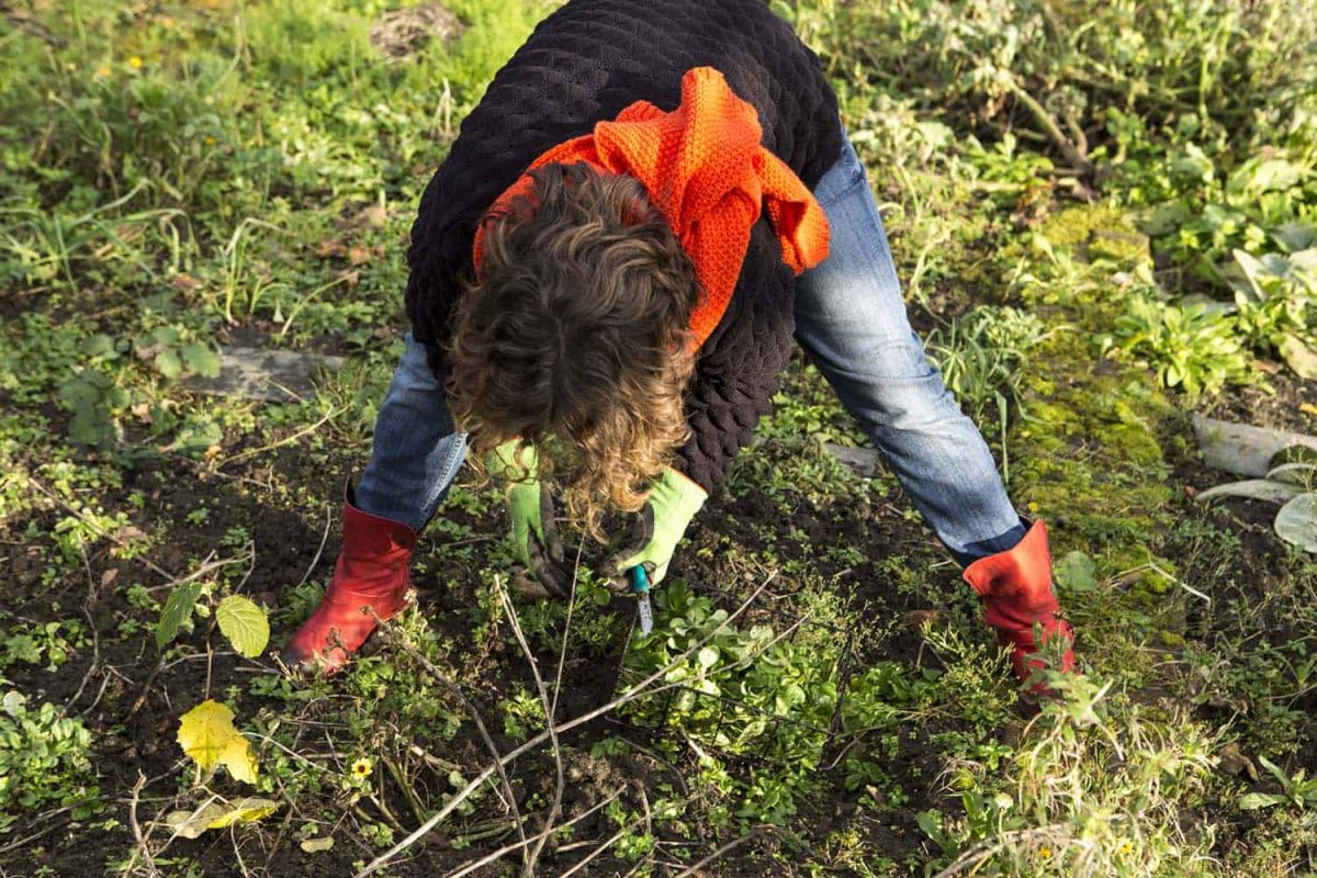 Comment puis-je obtenir des belles salades dans mon jardin ?