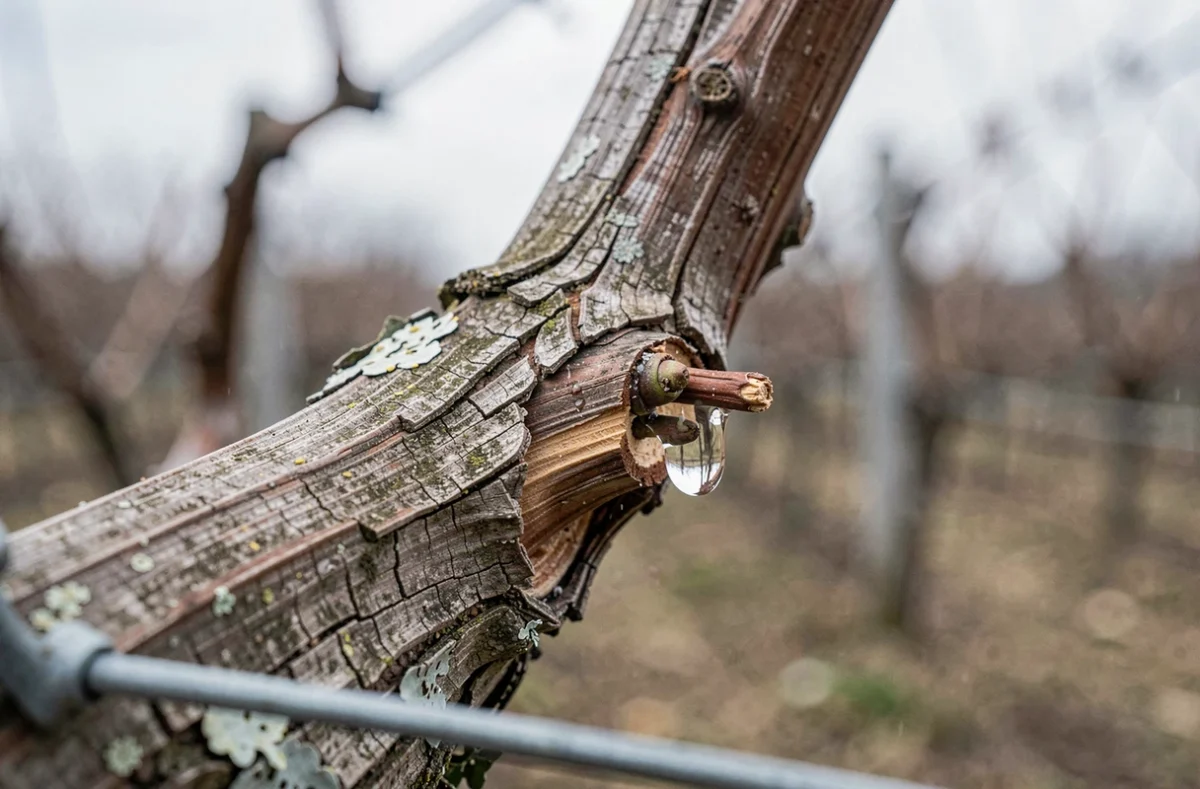 Gros plan sur une coupe de taille de vigne avec une larme de sève sur un éperon en hiver