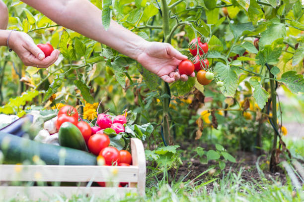 Comment entretenir un potager ?