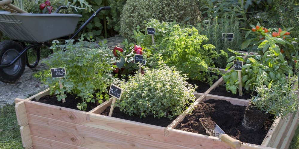 Quels types de plantes avoir dans son potager ?