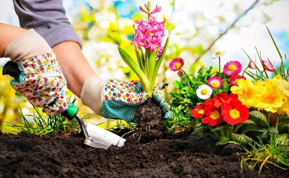 Bien planter des fleurs comment s