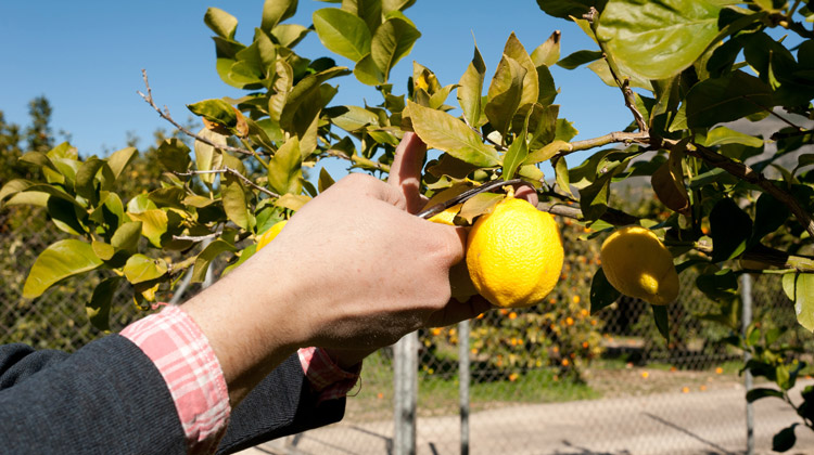 Comment tailler un vieux citronnier ?