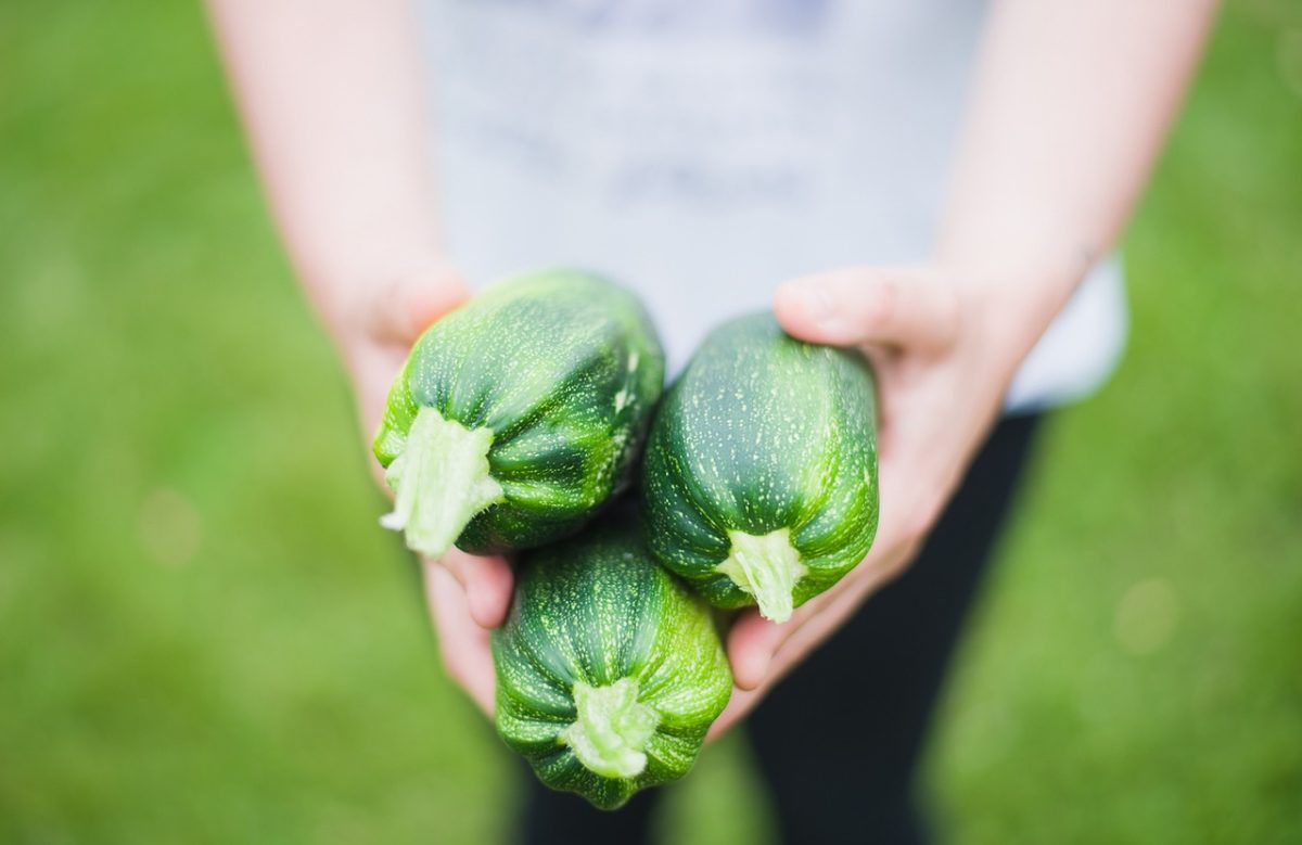 Quand et comment arroser les courgettes ?